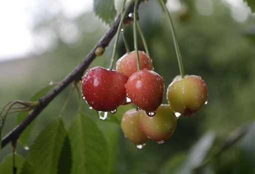 Une pulvérisation de talc sur les cerises permet de limiter le nombre de fruits vereux lors de la récolte