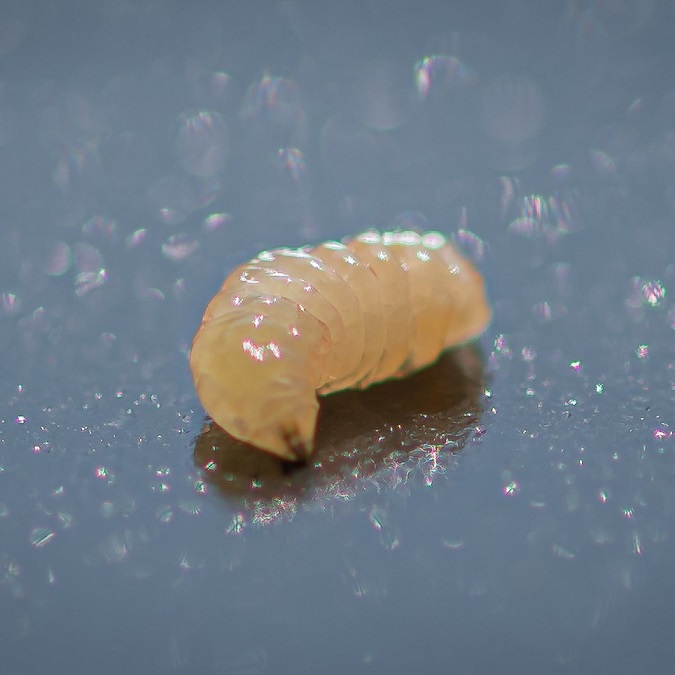 La présence d'un seul asticot dans une cerise est caractéristique d'une attaque de mouches de la cerise.