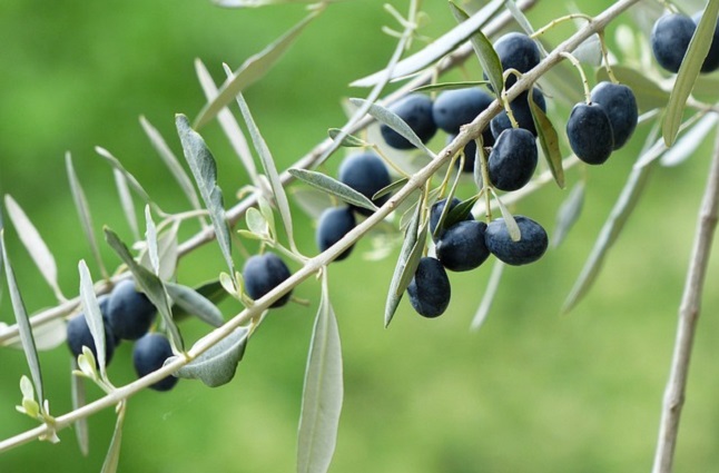 Des olives noires saines