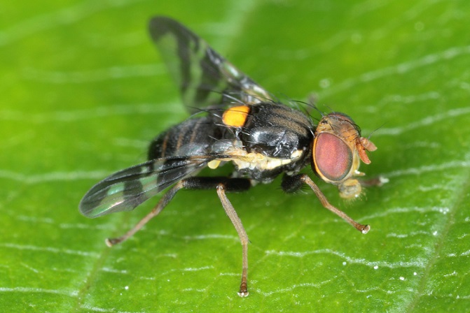 La mouche de la cerise, Rhagoletis cerasi, est noire avec une tâche jaune sur le dos.