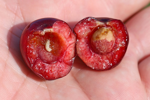 L'asticot de la mouche de la cerise se développe autour du noyau. Cerise véreuse et pourrie.