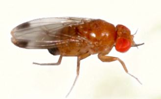 Le fléau des cerises : la mouche des fruits rouges