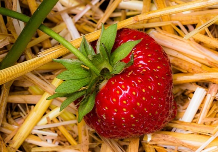 Les fraises et autres fruits à chair tendre sont très sensibles aux attaques de mouches des fruits rouges