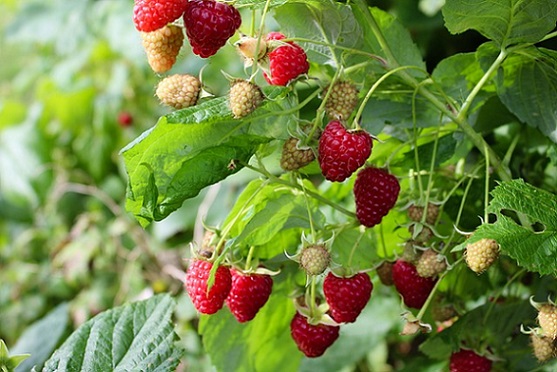 Les fruits rouges sont particulièrement sensibles aux attaques de Drosophilia suzukii La framboise est appréciée par la mouche des fruits rouges
