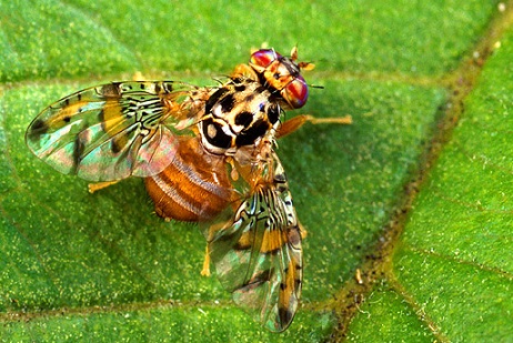 La cératite adulte est une mouche piqueuse des fruits très colorée Cératite adulte