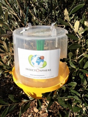 Le piège à phéromone contre la mouche de l'olive Le piège à mouches des fruits est vendu séparément