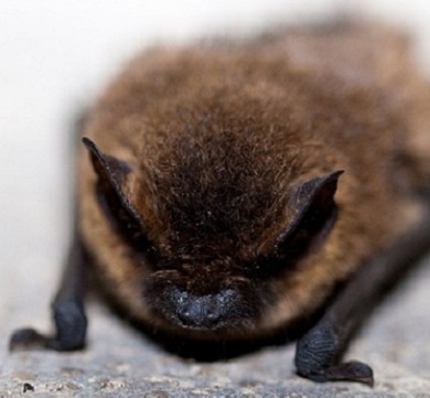 Les chiroptères chassent la nuit et élimine un grand nombre de papillons de tordeuse du pêcher Une chauve souris