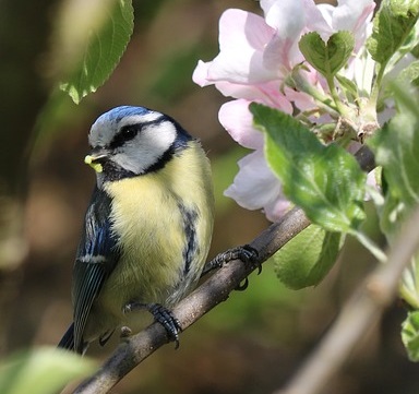 Les mésanges raffolent des chenilles, elle traqueront les stades baladeurs des vers des pêches Une mésange bleu chassant des larves sur un arbre