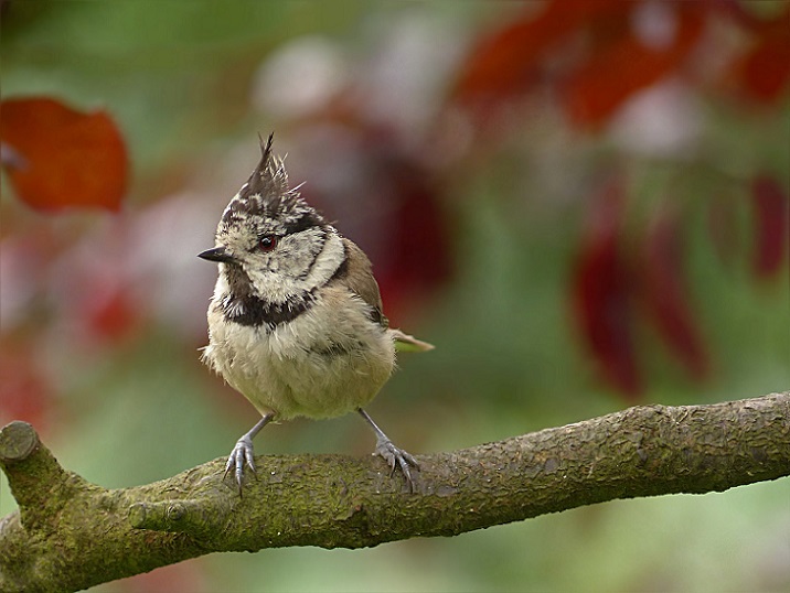 mésange huppée oiseaux