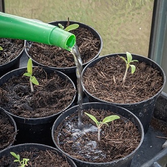 Nématodes appliqués à l'arrosoir sur de jeunes plants de tomates.