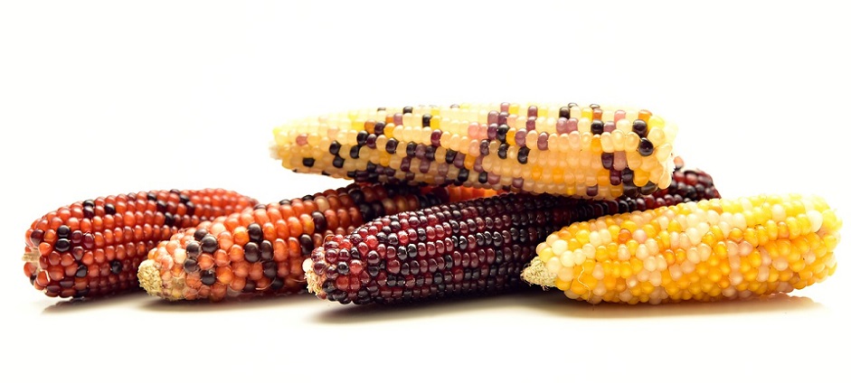 Diversité de couleurs de grains de maïs