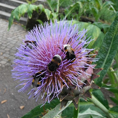 Les abeilles et bourdons sont attirés par les fleurs d'artichaut