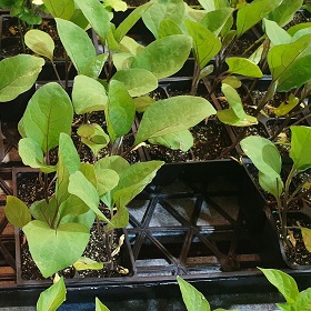 Plants d'aubergines Meronda bio.