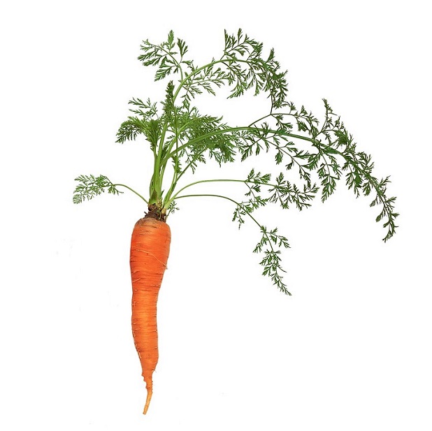 carotte avec feuillage