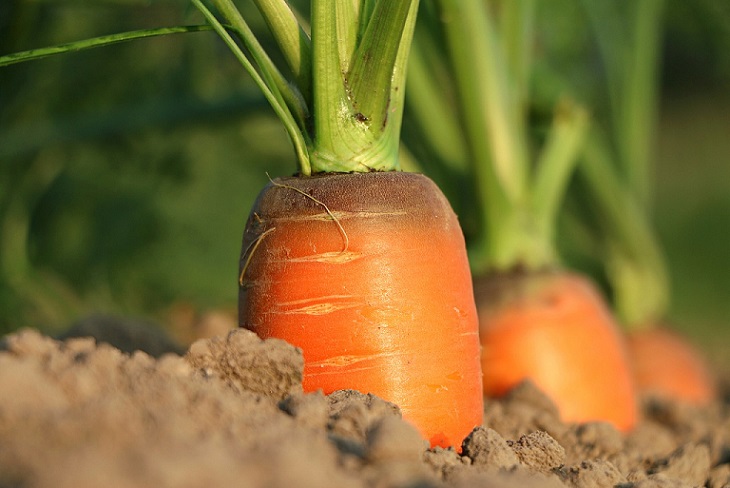 rang de carottes au potager