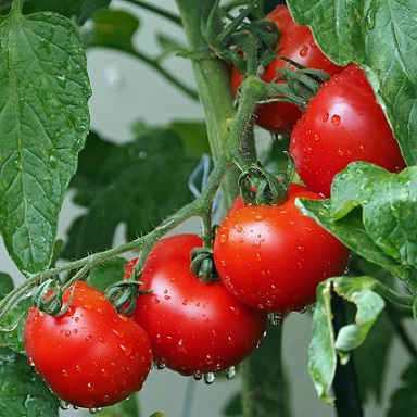 tomates sur pied
