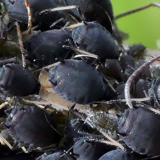 Les cotes de bettes peuvent être attaquées par le puceron noir de la fève.