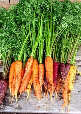 Lot de carottes