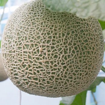 Un melon recouvert d'une toile liégeuse est appelé un melon brodé