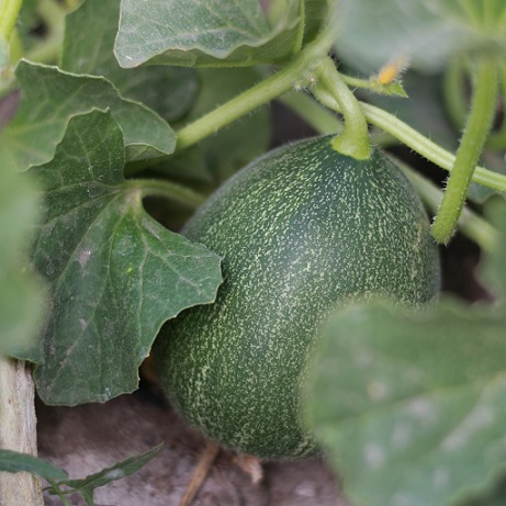 Les melons sucrins les plus connus sont le petit gris de Rennes et le melon sucrin de Tours