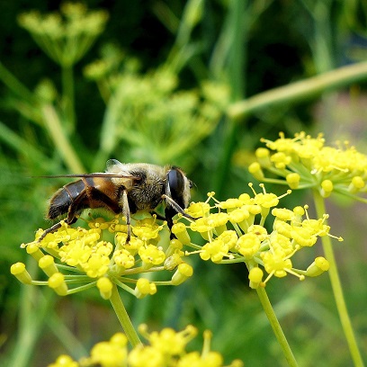 La pollinisation des fleurs de panais est assurée par de nombreux insectes comme les syrphes.