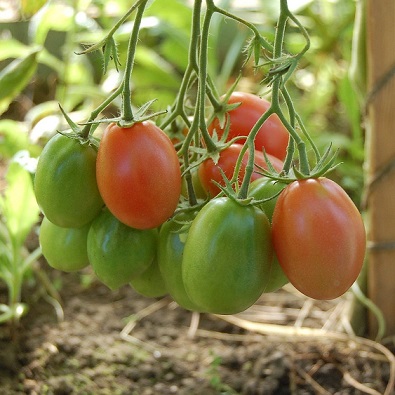 Les tomates prunes sont plus allongées que les tomates cerises