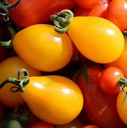 Légumes-Tomate-jaune d'oeuf 20 graines
