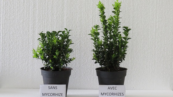 Buis non mycorhizé et buis mycorhizé. La croissance d'un buis mycorhizé avec Ozor est supérieure à celle d'un buis n'ayant rien reçu.