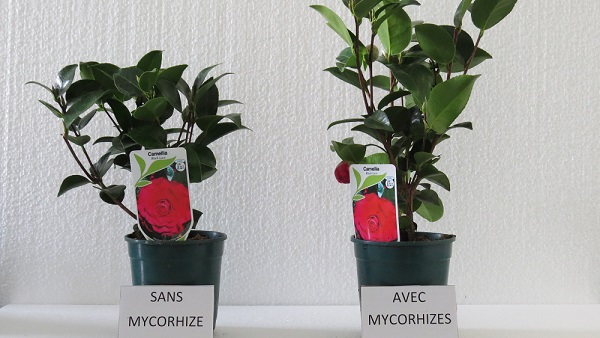 Les mycorhizes augmente la résistance des plantes aux stress hydriques Les mychorhizes augmentent la capacité de prospection des plantes, favorisant son accès à l'eau.