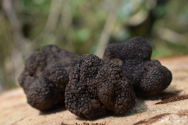 La truffe est un champignon symbiotique des chênes.