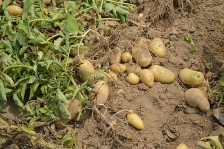 Les cultures star du jardin comme les pommes de terre et les tomates peuvent être mycorhizées.
