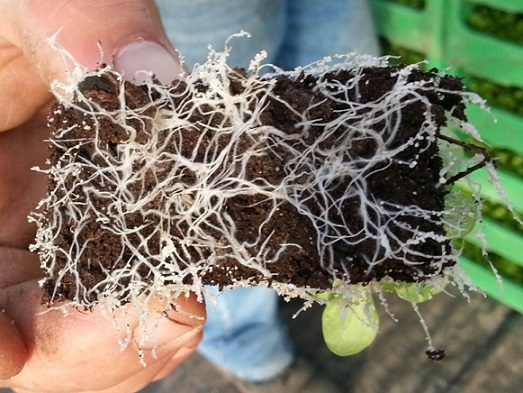 Pour une meilleure efficacité, utilisez OZOR au moment de l'implantation de la culture Jeunes plant de salades mycorhizé par l'OZOR