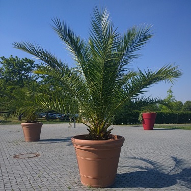 Un palmier chamerops en pot