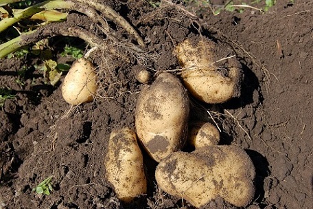Arroser régulièrement ses plants de pommes de terre avec du purin de fougère éloignerait les taupins