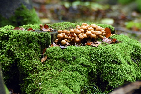 Les champignons participent activement à la décomposition du bois.