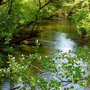 Les forêts permettent à l'eau de s'infiltrer dans les sols.